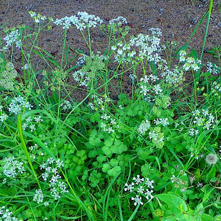 Tordylium apulum \ Apulische Zirmet / Mediterranean Hartwort, Kos Asklepion 13.4.2026