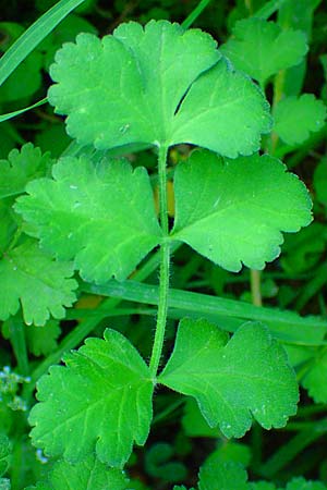 Tordylium apulum \ Apulische Zirmet / Mediterranean Hartwort, Kos Asklepion 13.4.2026