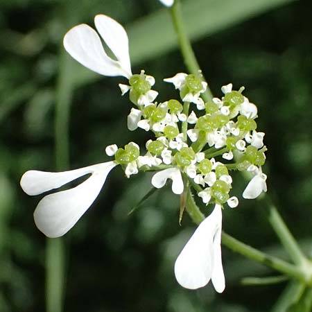 Tordylium apulum \ Apulische Zirmet / Mediterranean Hartwort, Kos Asklepion 13.4.2026