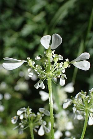 Tordylium apulum \ Apulische Zirmet / Mediterranean Hartwort, Kos Asklepion 13.4.2026