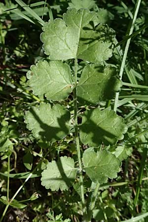 Tordylium apulum \ Apulische Zirmet / Mediterranean Hartwort, Kos Asklepion 13.4.2026
