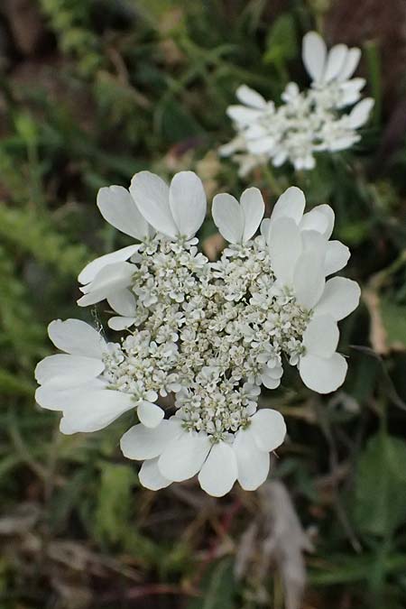 Tordylium aegaeum \ &Auml;g&auml;ische Zirmet / Aegean Hartwort, Kos Psalidi Wetlands 15.4.2026