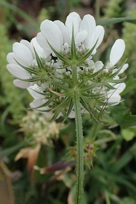 Tordylium aegaeum \ &Auml;g&auml;ische Zirmet / Aegean Hartwort, Kos Psalidi Wetlands 15.4.2026