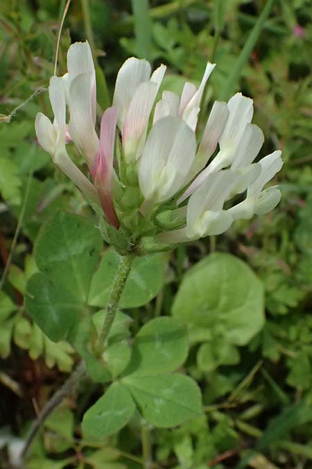 Trifolium clypeatum \ Schild-Klee / Helmet Clover, Shield Clover, Kos Dikeos 14.4.2026