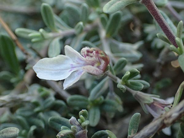 Teucrium brevifolium \ Kurzbl&auml;ttriger Gamander / Coast Germander, Kos Kephalos 8.4.2026