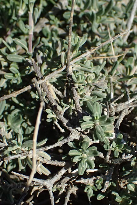 Teucrium brevifolium \ Kurzbl&auml;ttriger Gamander / Coast Germander, Kos Kephalos 8.4.2026