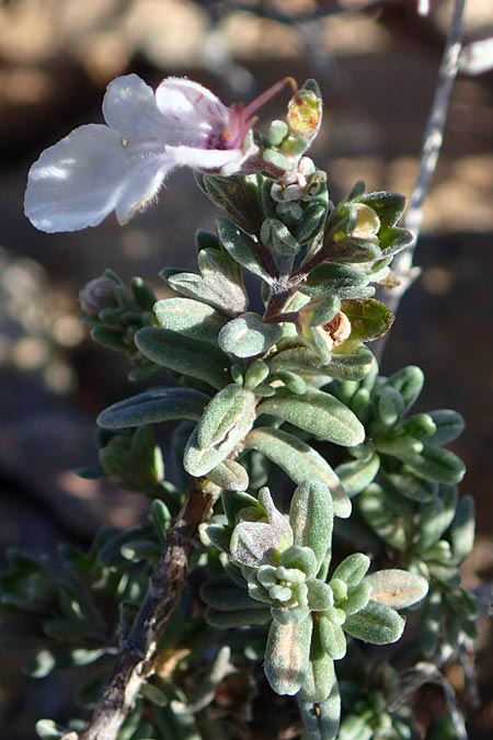 Teucrium brevifolium \ Kurzbl&auml;ttriger Gamander / Coast Germander, Kos Kephalos 8.4.2026
