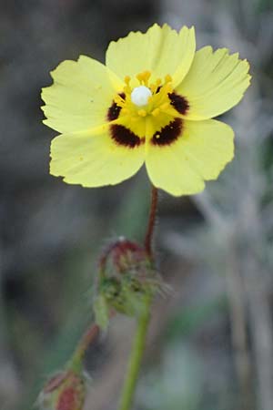 Tuberaria guttata \ Geflecktes Sandr�schen / Spotted Rock-Rose, Kos Kephalos 8.4.2026