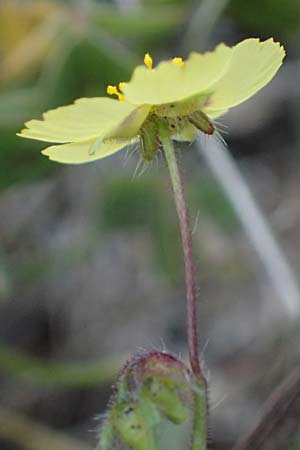 Tuberaria guttata \ Geflecktes Sandr�schen / Spotted Rock-Rose, Kos Kephalos 8.4.2026