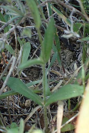 Tuberaria guttata \ Geflecktes Sandr�schen / Spotted Rock-Rose, Kos Kephalos 8.4.2026