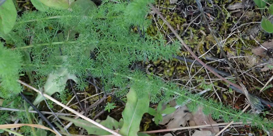 Thapsia garganica \ Gargano-Purgierdolde / Italian Thapsia, Kos Lagoudi 9.4.2026
