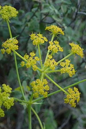 Thapsia garganica \ Gargano-Purgierdolde / Italian Thapsia, Kos Lagoudi 9.4.2026