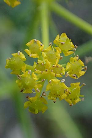 Thapsia garganica \ Gargano-Purgierdolde / Italian Thapsia, Kos Lagoudi 9.4.2026