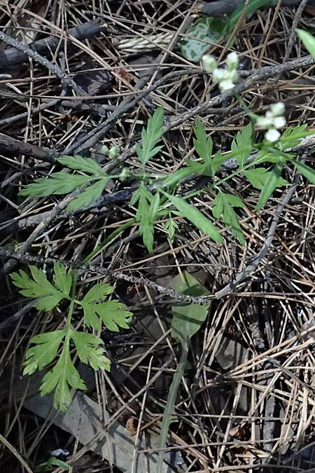 Torilis leptophylla \ Feinbl&auml;ttriger Klettenkerbel / Bristlefruit Hedge Parsley, Kos Agios Nektarios 10.4.2026