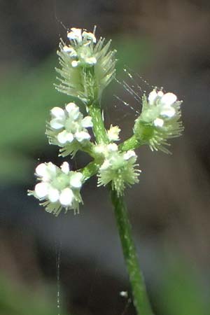 Torilis leptophylla \ Feinbl&auml;ttriger Klettenkerbel / Bristlefruit Hedge Parsley, Kos Agios Nektarios 10.4.2026