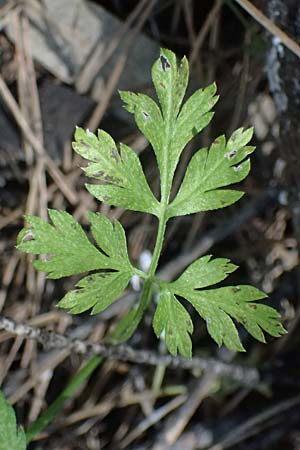 Torilis leptophylla \ Feinbl&auml;ttriger Klettenkerbel / Bristlefruit Hedge Parsley, Kos Agios Nektarios 10.4.2026