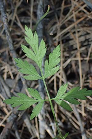 Torilis leptophylla \ Feinbl&auml;ttriger Klettenkerbel / Bristlefruit Hedge Parsley, Kos Agios Nektarios 10.4.2026