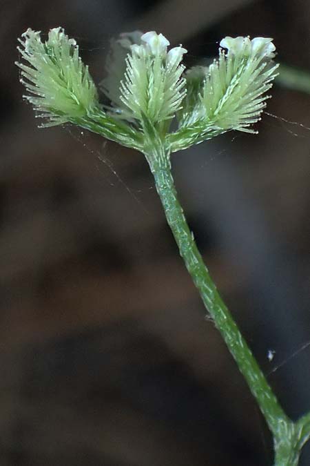 Torilis leptophylla \ Feinbl&auml;ttriger Klettenkerbel / Bristlefruit Hedge Parsley, Kos Agios Nektarios 10.4.2026
