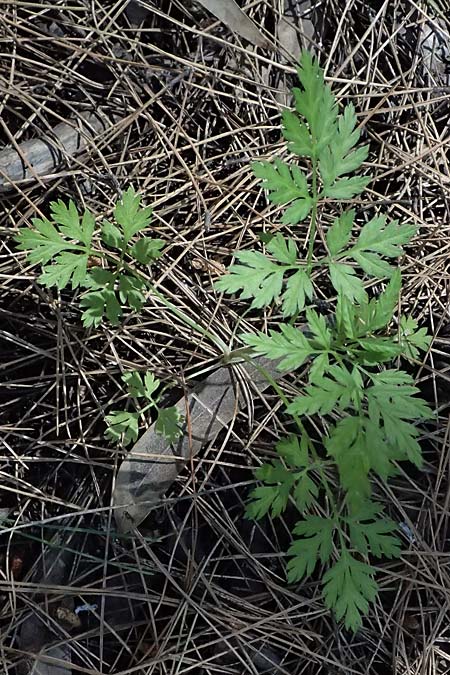 Torilis leptophylla \ Feinbl&auml;ttriger Klettenkerbel / Bristlefruit Hedge Parsley, Kos Agios Nektarios 10.4.2026