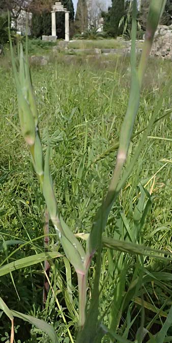 Tragopogon coelesyriacus \ Langschn�beliger Bocksbart / Long-Beaked Salsify, Kos  11.4.2026