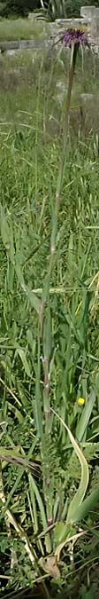 Tragopogon coelesyriacus \ Langschn�beliger Bocksbart / Long-Beaked Salsify, Kos  11.4.2026