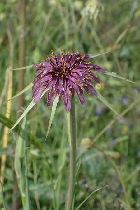 Tragopogon coelesyriacus \ Langschn�beliger Bocksbart / Long-Beaked Salsify, Kos  11.4.2026