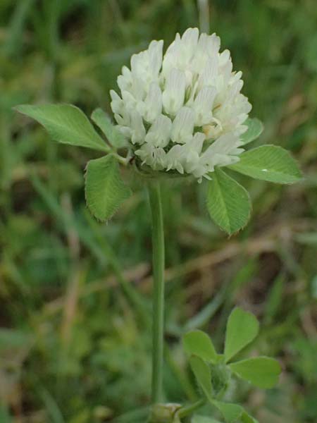 Trifolium pallidum \ Bleicher Klee, Mor�nen-Klee / Pale Clover, Kos Psalidi Wetlands 15.4.2026