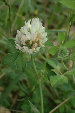 Trifolium pallidum \ Bleicher Klee, Mor�nen-Klee / Pale Clover, Kos Psalidi Wetlands 15.4.2026