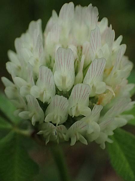 Trifolium pallidum \ Bleicher Klee, Mor�nen-Klee / Pale Clover, Kos Psalidi Wetlands 15.4.2026