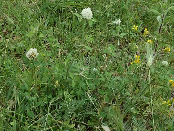 Trifolium pallidum \ Bleicher Klee, Mor�nen-Klee / Pale Clover, Kos Psalidi Wetlands 15.4.2026