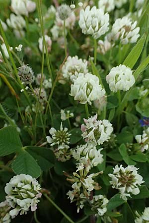 Trifolium nigrescens \ Schwarzwerdender Klee / Small White Clover, Ball Clover, Kos Salt-Lake Alikes 9.4.2026