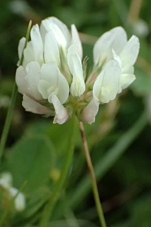 Trifolium nigrescens \ Schwarzwerdender Klee / Small White Clover, Ball Clover, Kos Salt-Lake Alikes 9.4.2026