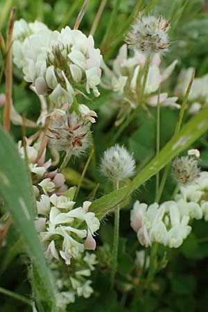 Trifolium nigrescens \ Schwarzwerdender Klee / Small White Clover, Ball Clover, Kos Salt-Lake Alikes 9.4.2026