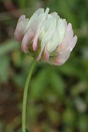 Trifolium nigrescens \ Schwarzwerdender Klee / Small White Clover, Ball Clover, Kos Salt-Lake Alikes 9.4.2026