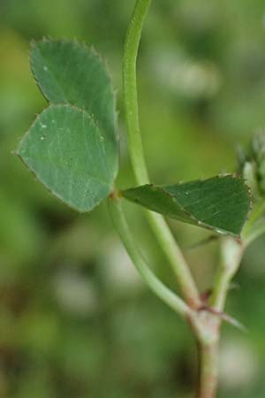 Trifolium nigrescens \ Schwarzwerdender Klee / Small White Clover, Ball Clover, Kos Salt-Lake Alikes 9.4.2026