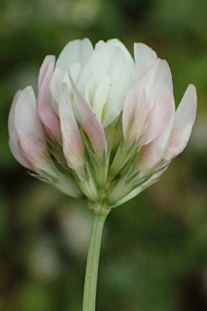 Trifolium nigrescens \ Schwarzwerdender Klee / Small White Clover, Ball Clover, Kos Salt-Lake Alikes 9.4.2026