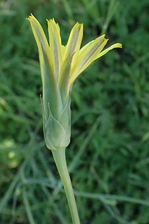 Scorzonera elata \ Hohe Schwarzwurzel / Tall Viper's Grass, Kos Agios Nektarios 10.4.2026