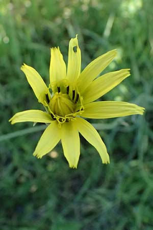Scorzonera elata \ Hohe Schwarzwurzel / Tall Viper's Grass, Kos Agios Nektarios 10.4.2026