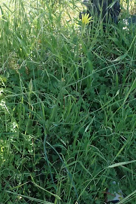 Scorzonera elata \ Hohe Schwarzwurzel / Tall Viper's Grass, Kos Agios Nektarios 10.4.2026