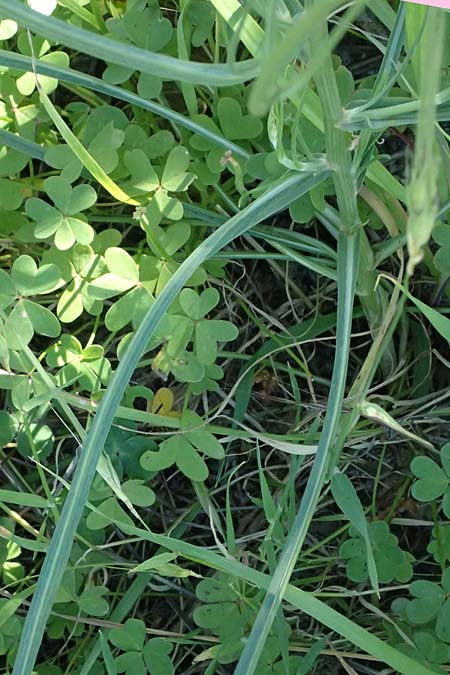 Scorzonera elata \ Hohe Schwarzwurzel / Tall Viper's Grass, Kos Agios Nektarios 10.4.2026