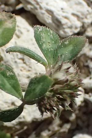 Trifolium scabrum \ Rauer Klee / Rough Clover, Kos Kephalos 8.4.2026