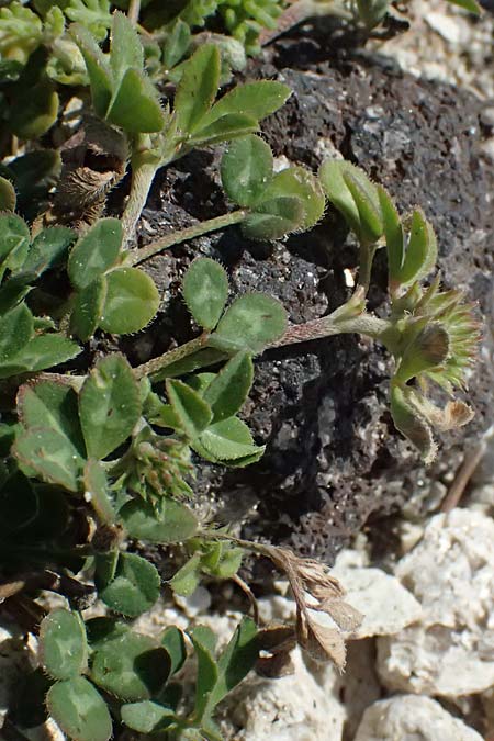 Trifolium scabrum \ Rauer Klee / Rough Clover, Kos Kephalos 8.4.2026