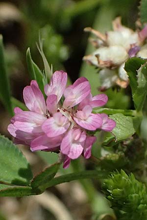 Trifolium tomentosum \ Filziger Klee / Wooly Clover, Kos Kephalos 8.4.2026