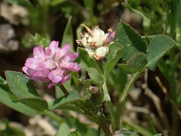 Trifolium tomentosum \ Filziger Klee / Wooly Clover, Kos Kephalos 8.4.2026
