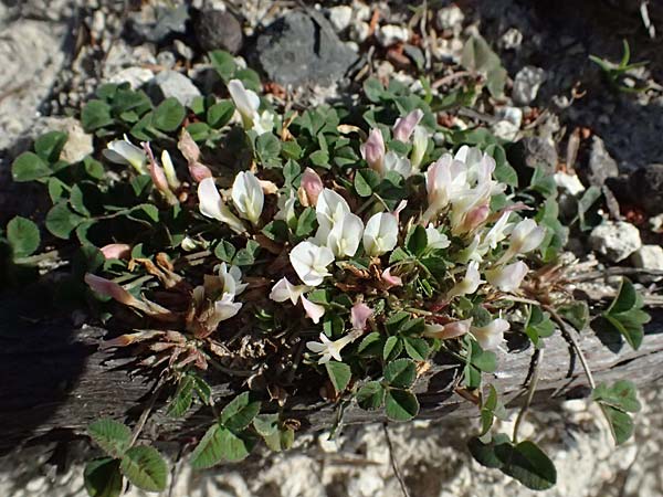 Trifolium uniflorum \ Einbl&uuml;tiger Klee / One-Flowered Clover, Kos Kephalos 8.4.2026