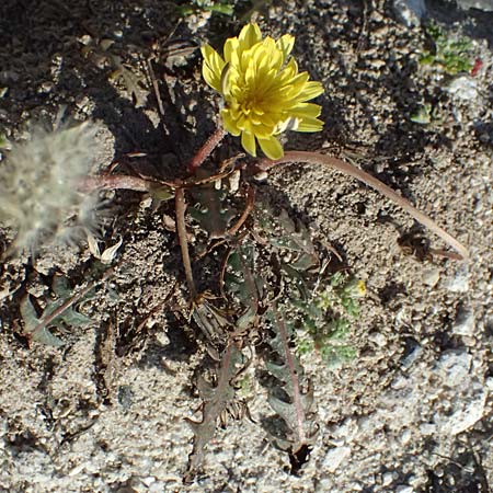 Taraxacum spec9 ? \ L�wenzahn / Dandelion, Kos Kephalos 8.4.2026