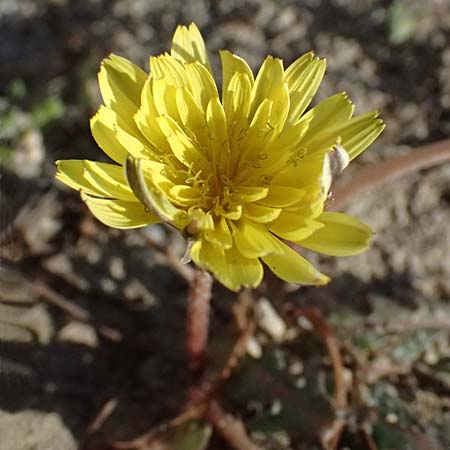 Taraxacum spec9 ? \ L�wenzahn / Dandelion, Kos Kephalos 8.4.2026
