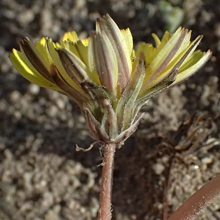 Taraxacum spec9 ? \ L�wenzahn / Dandelion, Kos Kephalos 8.4.2026