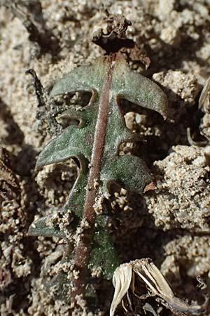 Taraxacum spec9 ? \ L�wenzahn / Dandelion, Kos Kephalos 8.4.2026