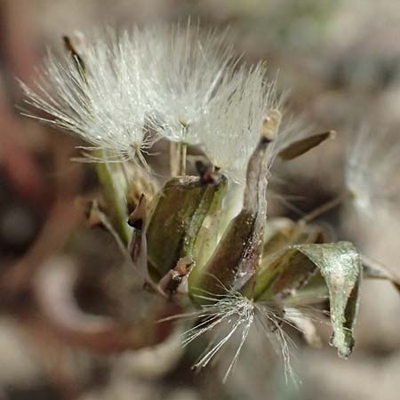 Taraxacum spec9 ? \ L�wenzahn / Dandelion, Kos Kephalos 8.4.2026
